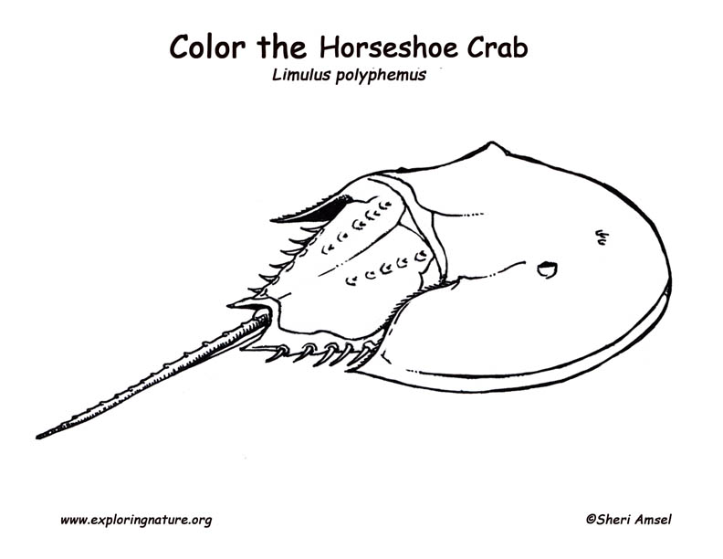 Horseshoe crab coloring page