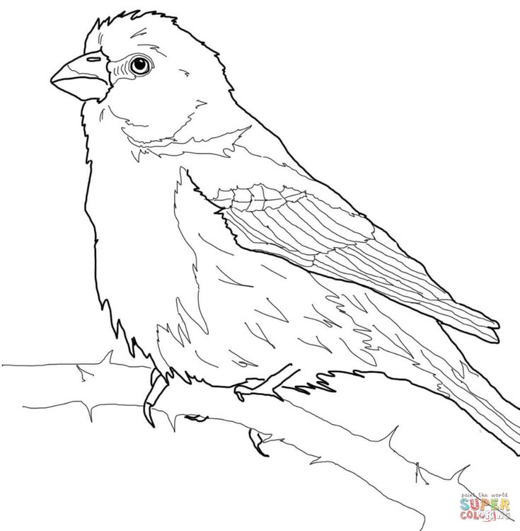 House finch super coloring bird coloring pages drawings coloring pages