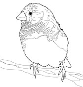 Finches coloring pages free coloring pages