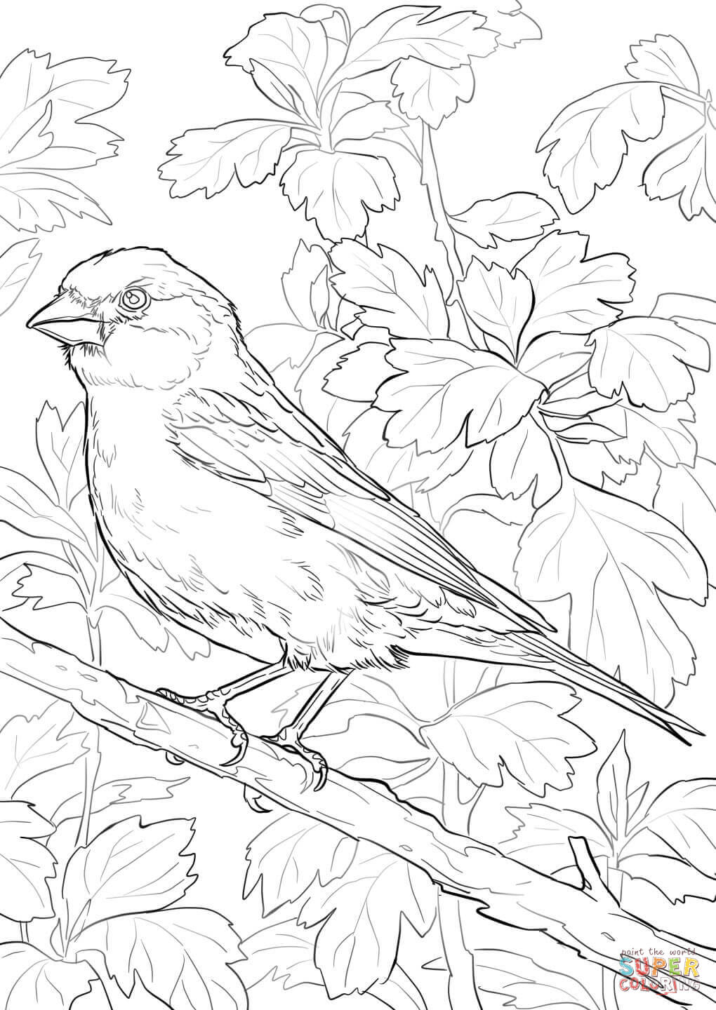 Purple finch coloring page free printable coloring pages