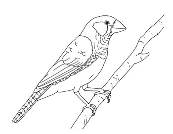 Zebra finch coloring page by mama draw it tpt