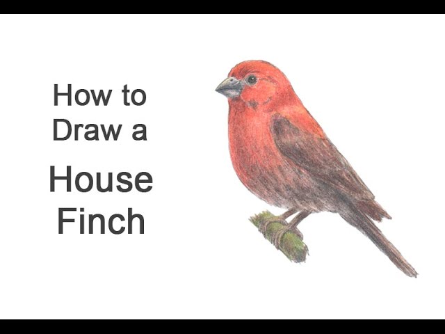 How to draw a house finch