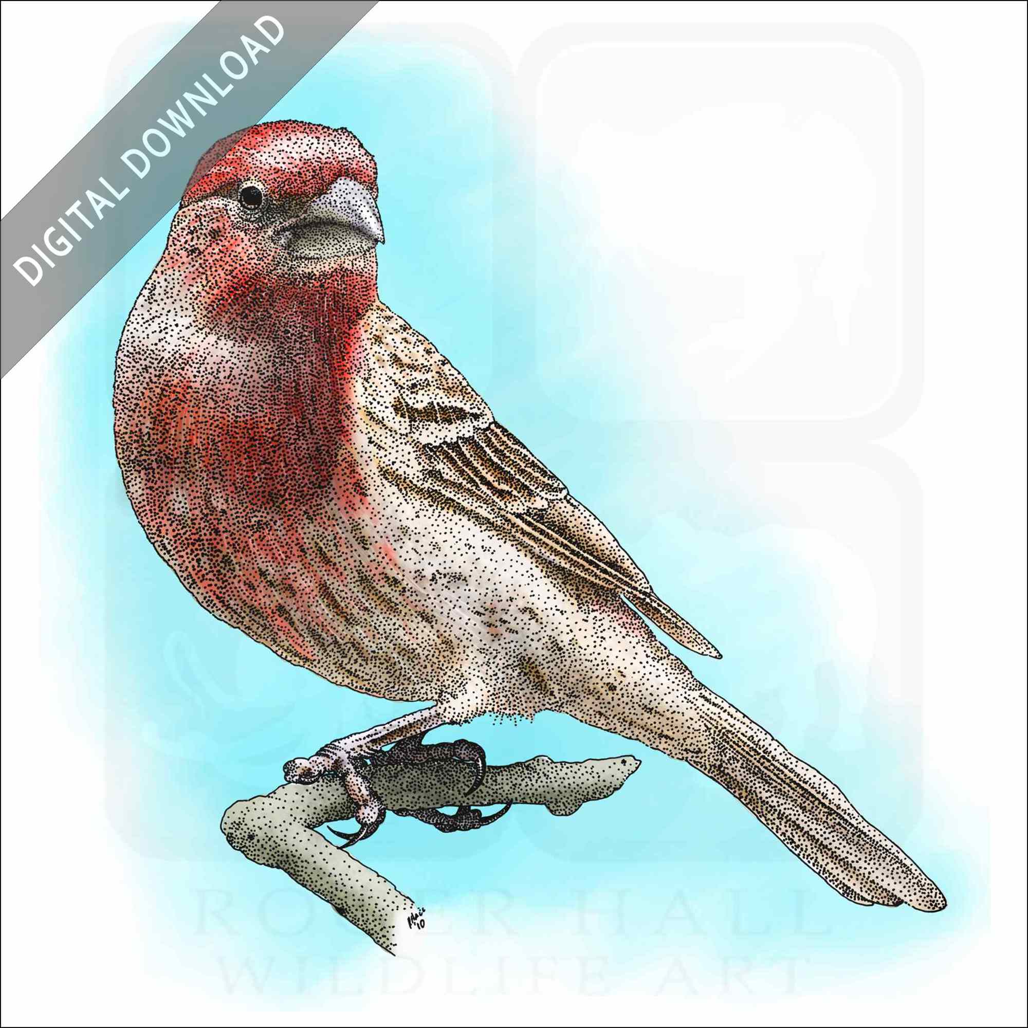 Stock art drawing of a house finch