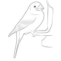 House finch coloring pages for kids