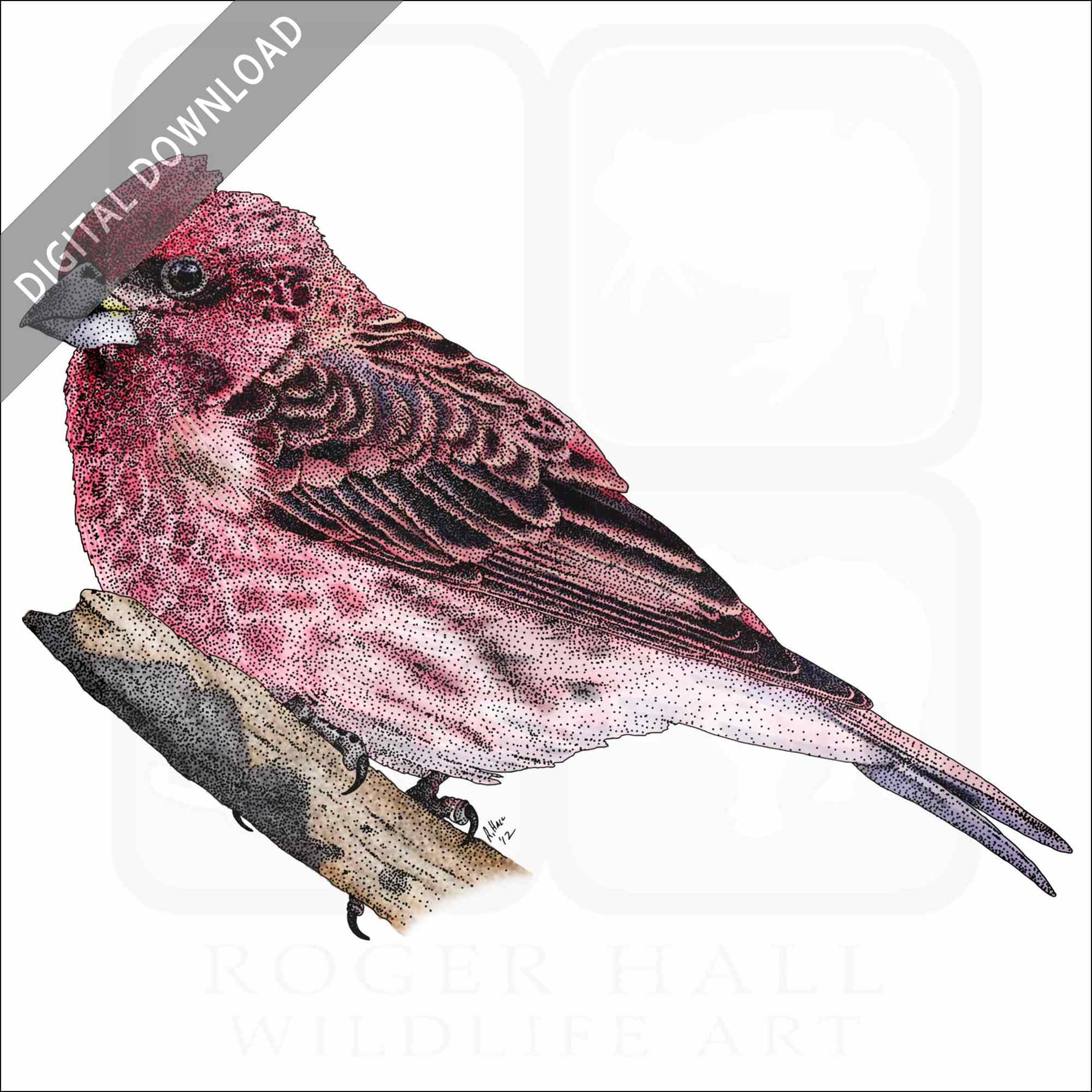 Stock art drawing of a purple finch