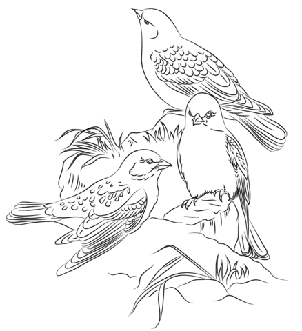 Finches coloring pages free coloring pages