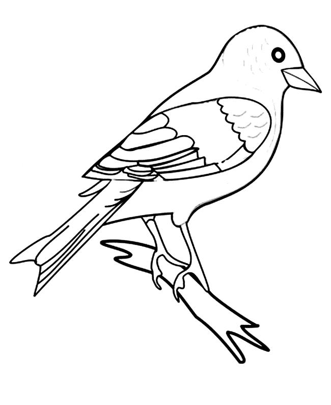 Finch coloring page