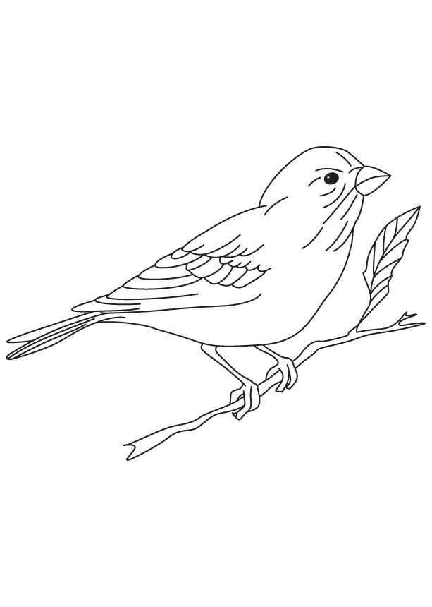 Smallest classical finch coloring page download free smallest classical finch coloring page for kids best coloring pages