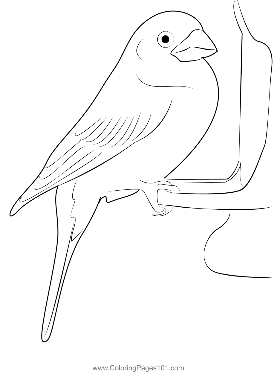 House finch coloring page for kids