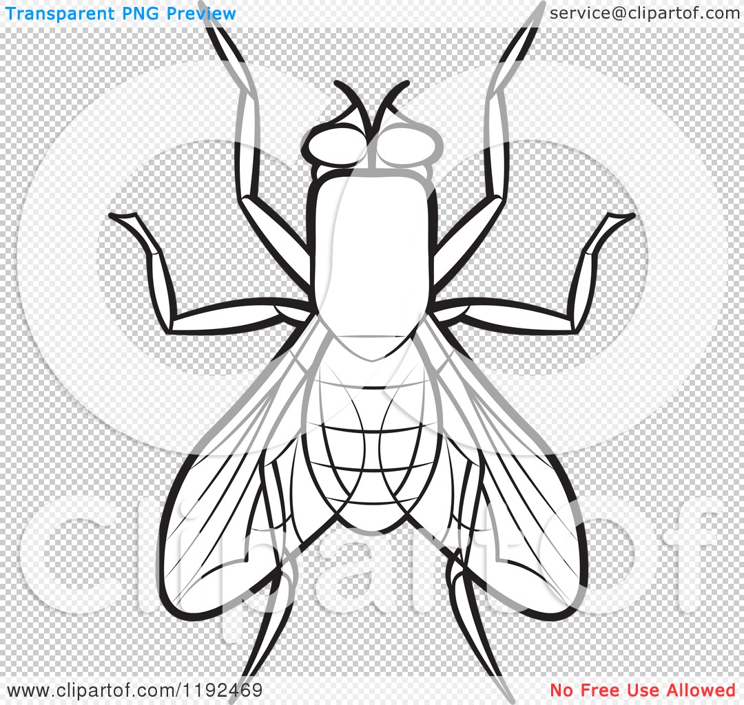 Clipart of a black and white house fly