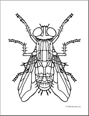 Clip art insects housefly coloring page i