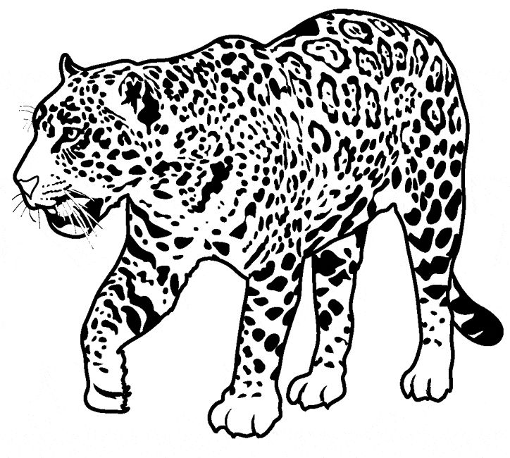 Free jaguar coloring page jaguar animal animal coloring pages jaguar colors