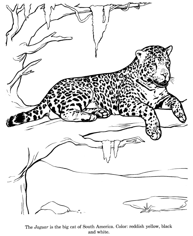 Animal drawings coloring pages jaguar animal identification drawing and coloring pages