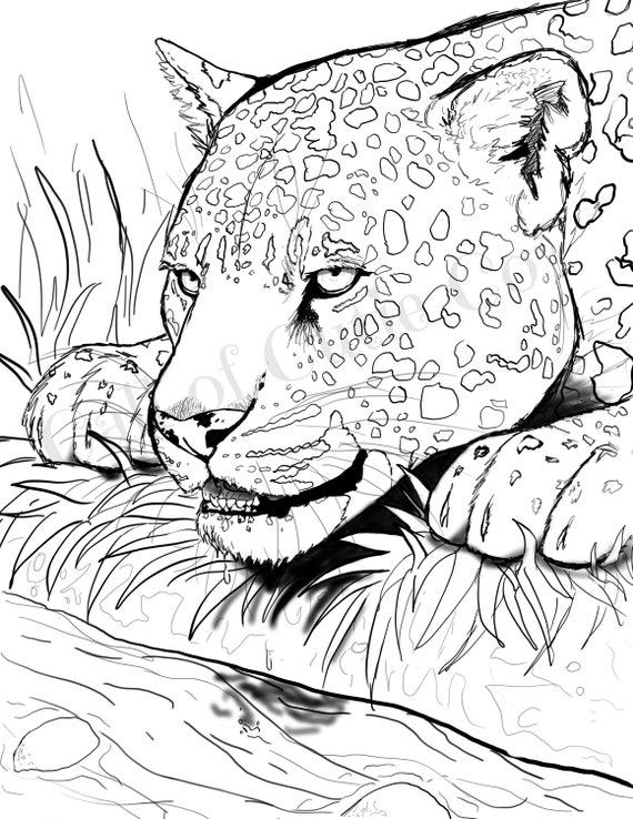 Jaguar coloring page animal coloring page