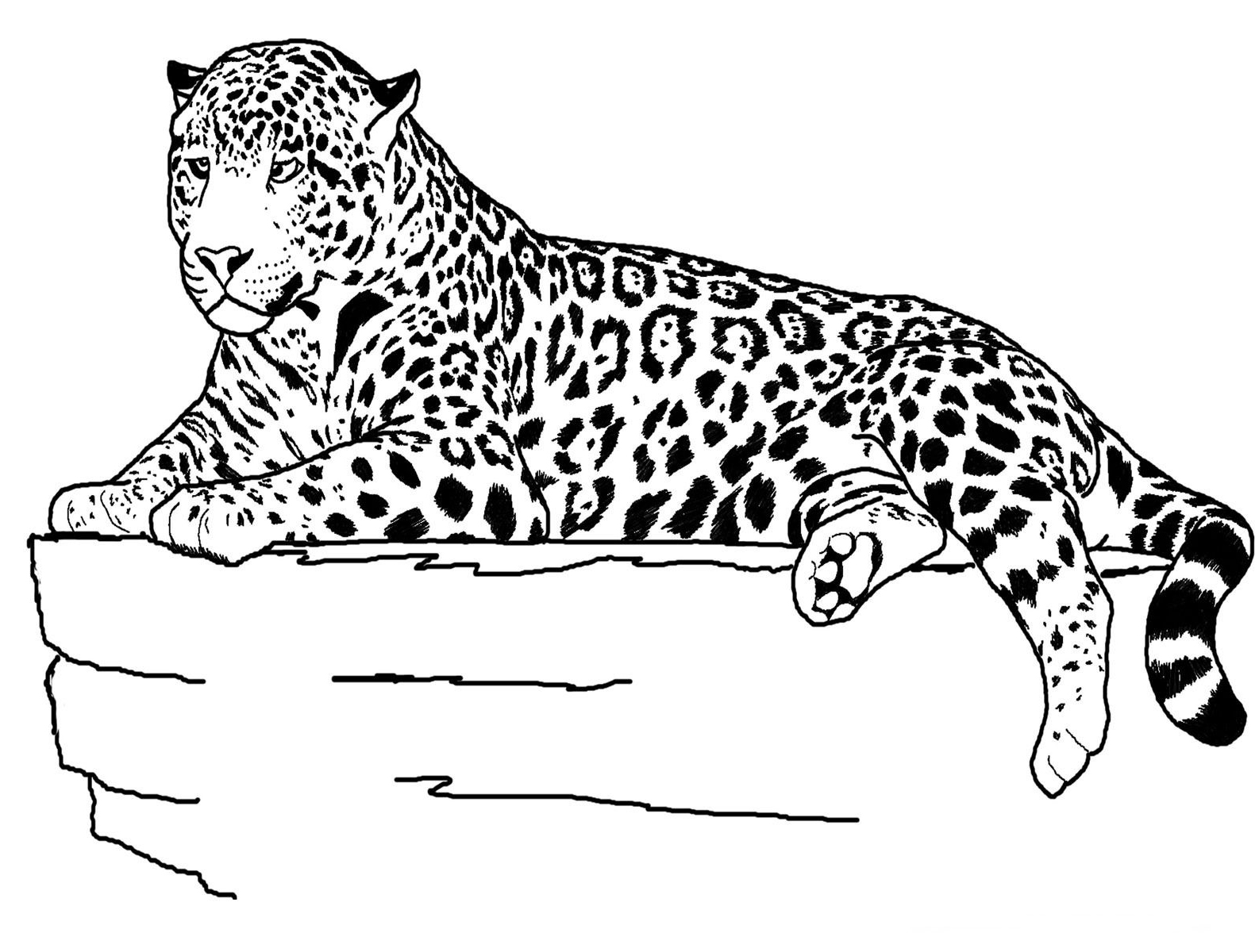 Jaguar coloring pages