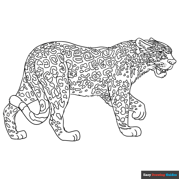 Jaguar coloring page easy drawing guides