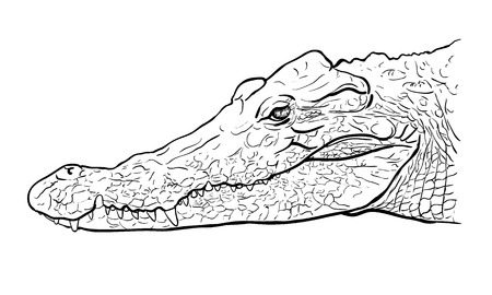 Drawing side view of crocodiles head royalty free svg cliparts vectors and stock illustration image