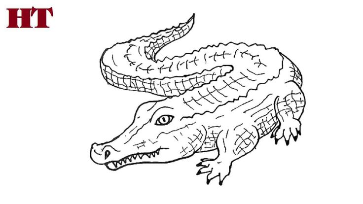 How to draw a alligator step by step drawing for beginners drawings drawing tutorial