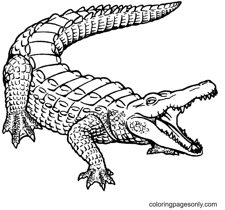 Alligator coloring pages printable for free download