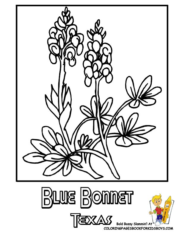 Texas state flower coloring page bluebonnet flower coloring pages coloring pages blue bonnets