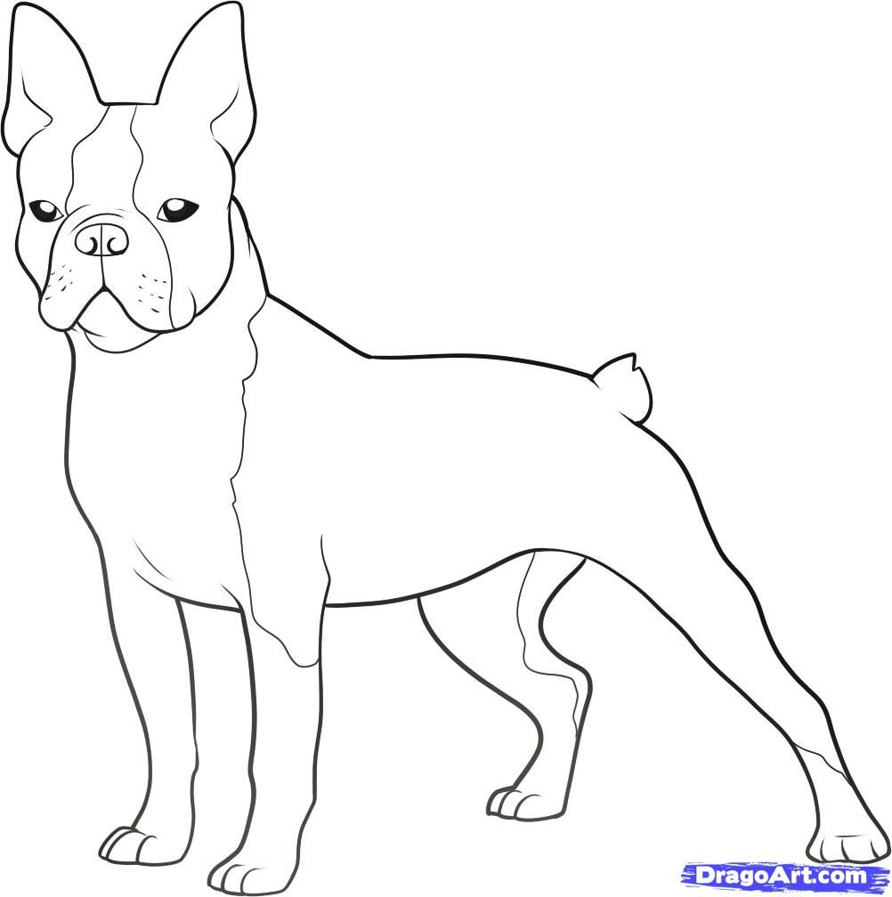 Boston terrier boston terrier tattoo puppy coloring pages boston terrier dog