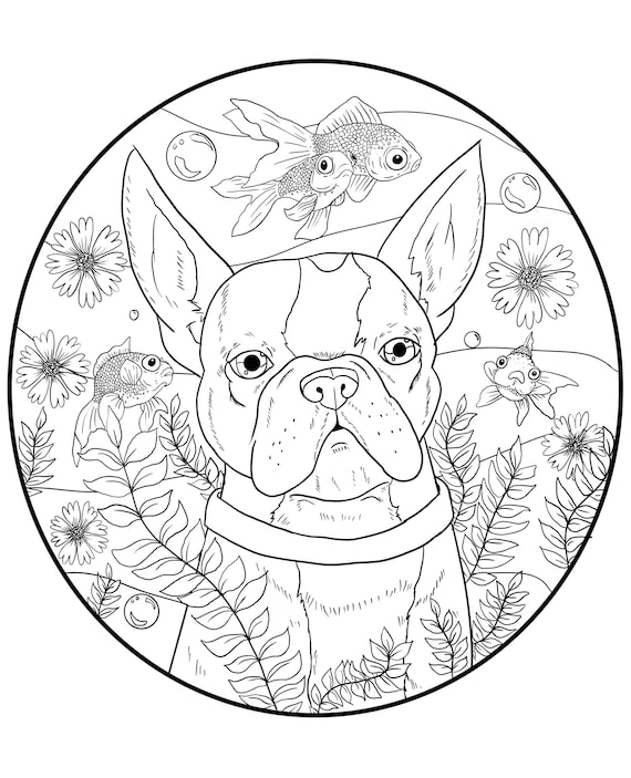 Boston terrier downloadable coloring page download now