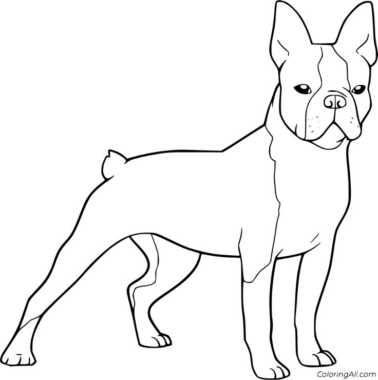 Free printable boston terrier coloring pag easy to print from any device and automatically fit any papeâ dog imag boston terrier dog puppy coloring pag