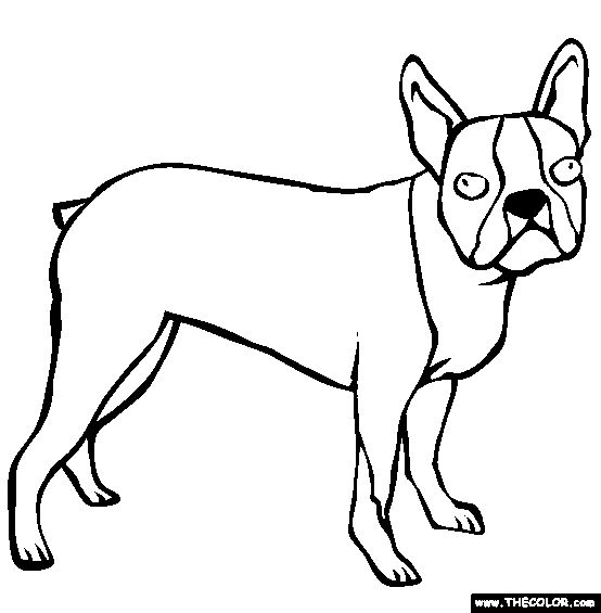 Boston terrier coloring page free boston terrier online coloring boston terrier puppy puppy coloring pages dog images