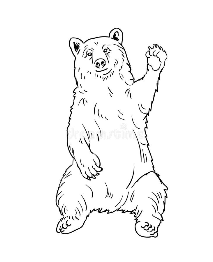 Bear coloring pages children stock illustrations â bear coloring pages children stock illustrations vectors clipart