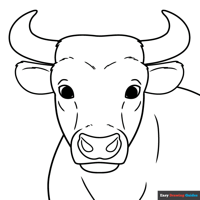 Bull head and face coloring page easy drawing guides