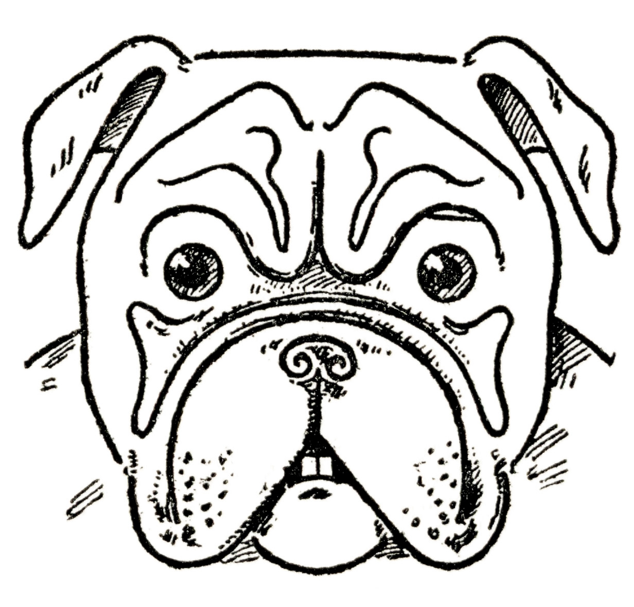 Dog drawing bulldog pug dachshund