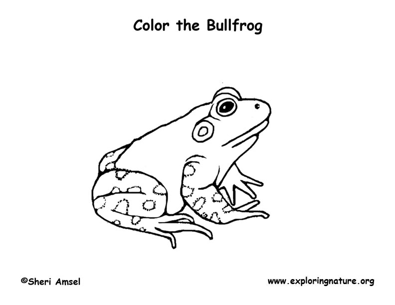 Bullfrog coloring page