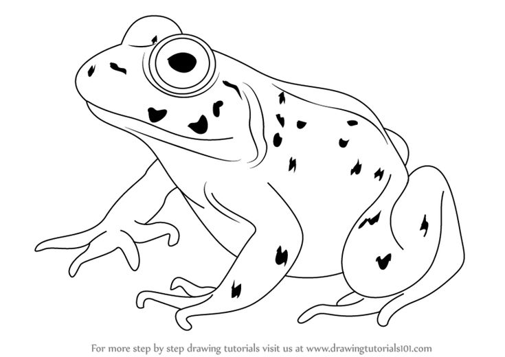 Learn how to draw an american bullfrog amphibians step by step drawing tutorials frog drawing frog art cute easy drawings