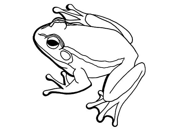 Bullfrog coloring pages eas bullfrog coloring pages coloring pictures