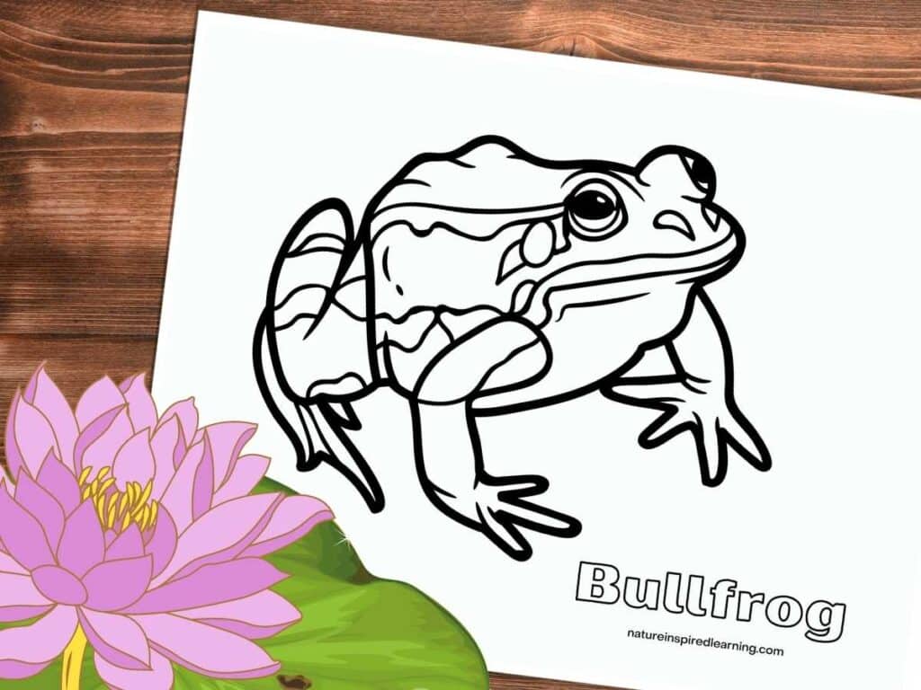 Realistic frog coloring pages