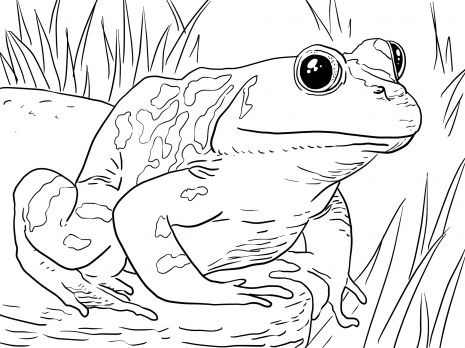 Adult male american bullfrog coloring page super coloring frog coloring pages owl coloring pages animal coloring pages