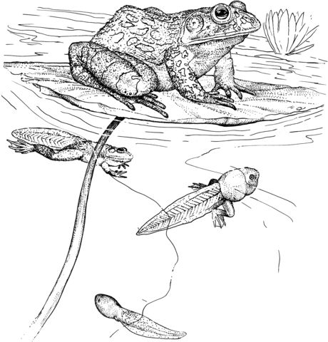 Tadpoles and bullfrog coloring page free printable coloring pages frog coloring pages bear coloring pages animal coloring pages