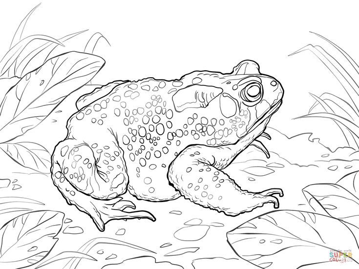 American toad coloring page free printable coloring pages coloring books coloring pages free printable coloring pages