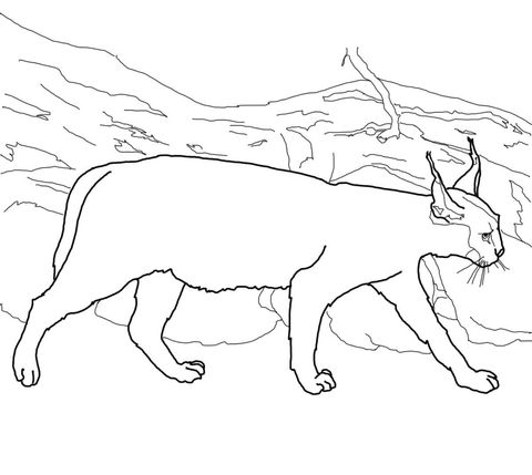 Caracal free coloring pages caracal cat coloring page