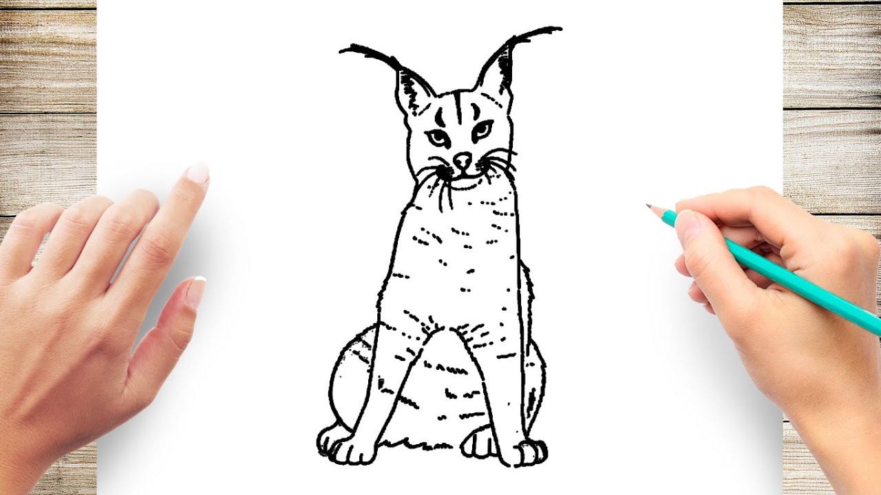 How to draw a caracal cat