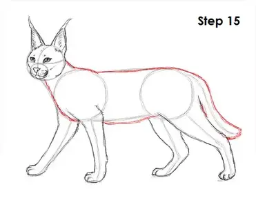 How to draw a caracal