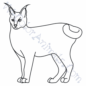 Caracal coloring pages