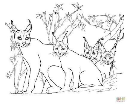 Caracal caracal kittens cat coloring page kitten coloring book