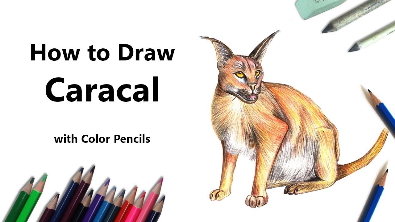 How to draw a caracal with color pencils time lapse