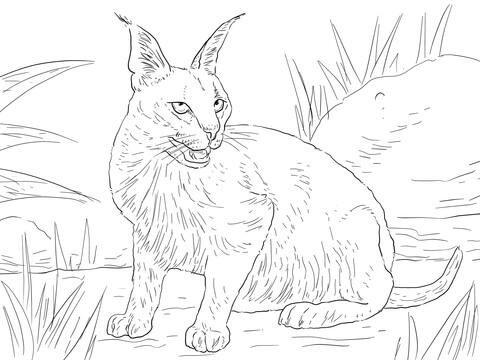 Caracal desert wild cat coloring page free printable coloring pages