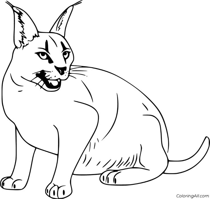 Beautiful caracal coloring pages