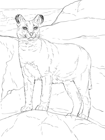 Caracals coloring pages free coloring pages