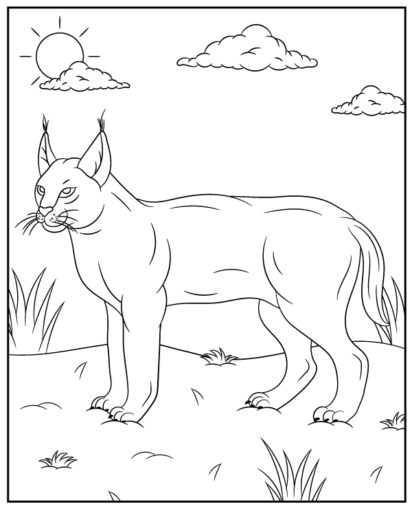 Caracal coloring page wild cat