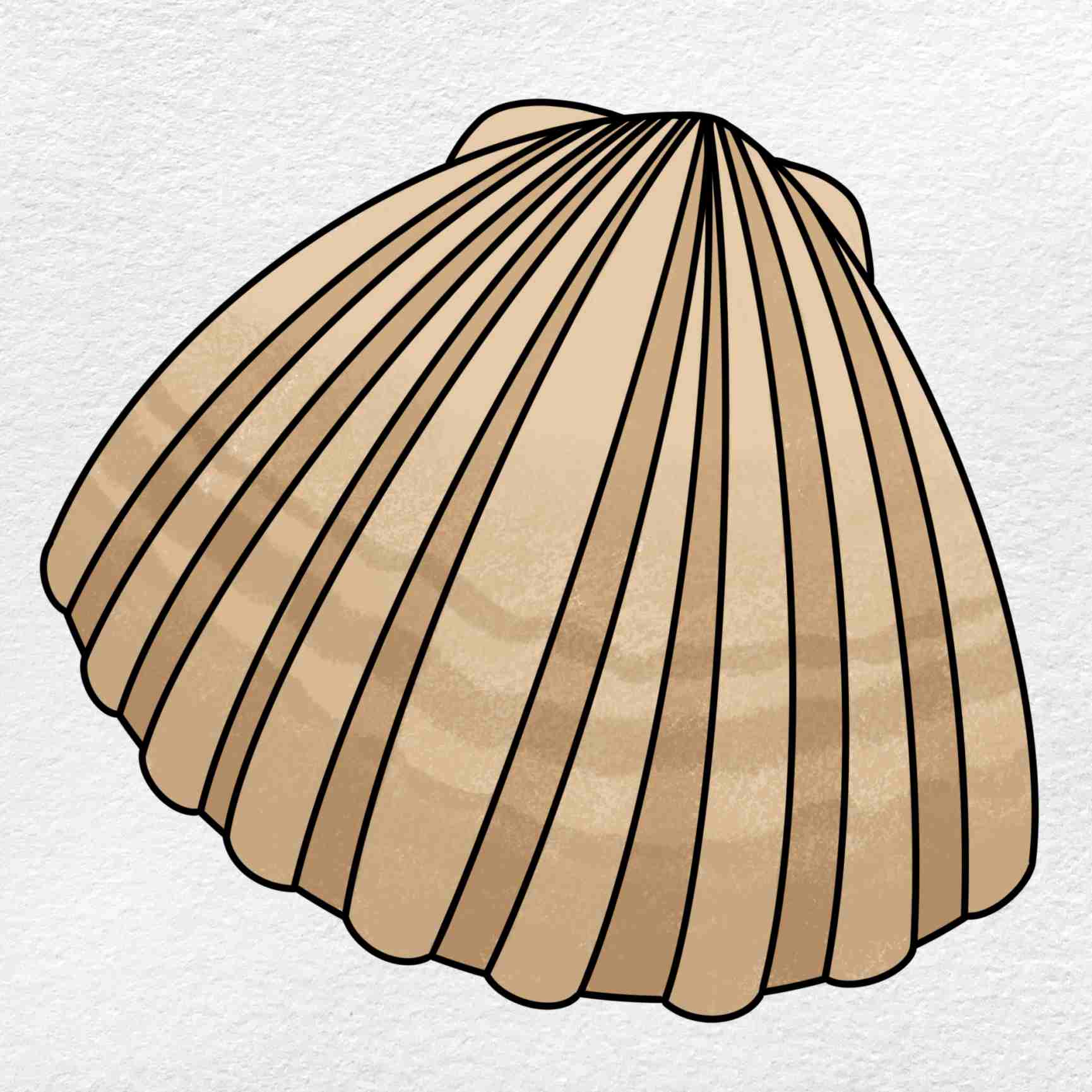 Clam drawing