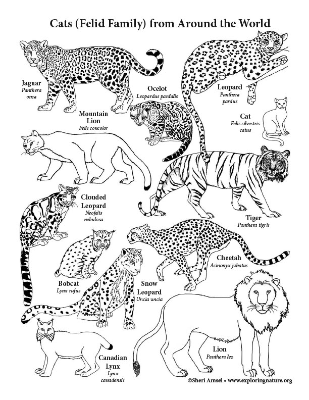 Cat family coloring page